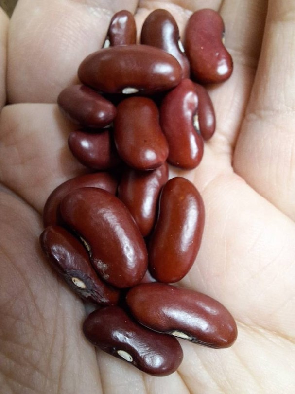 Rojo de Bustarviejo vörös bab - bokorbab, Phaseolus vulgaris, hüvelyes